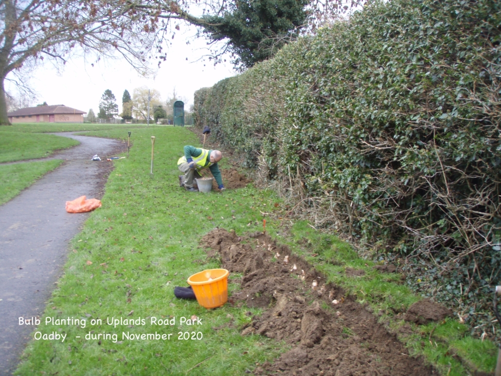 Bulb planting Uplands Park Nov 2020 (2)@0.5x