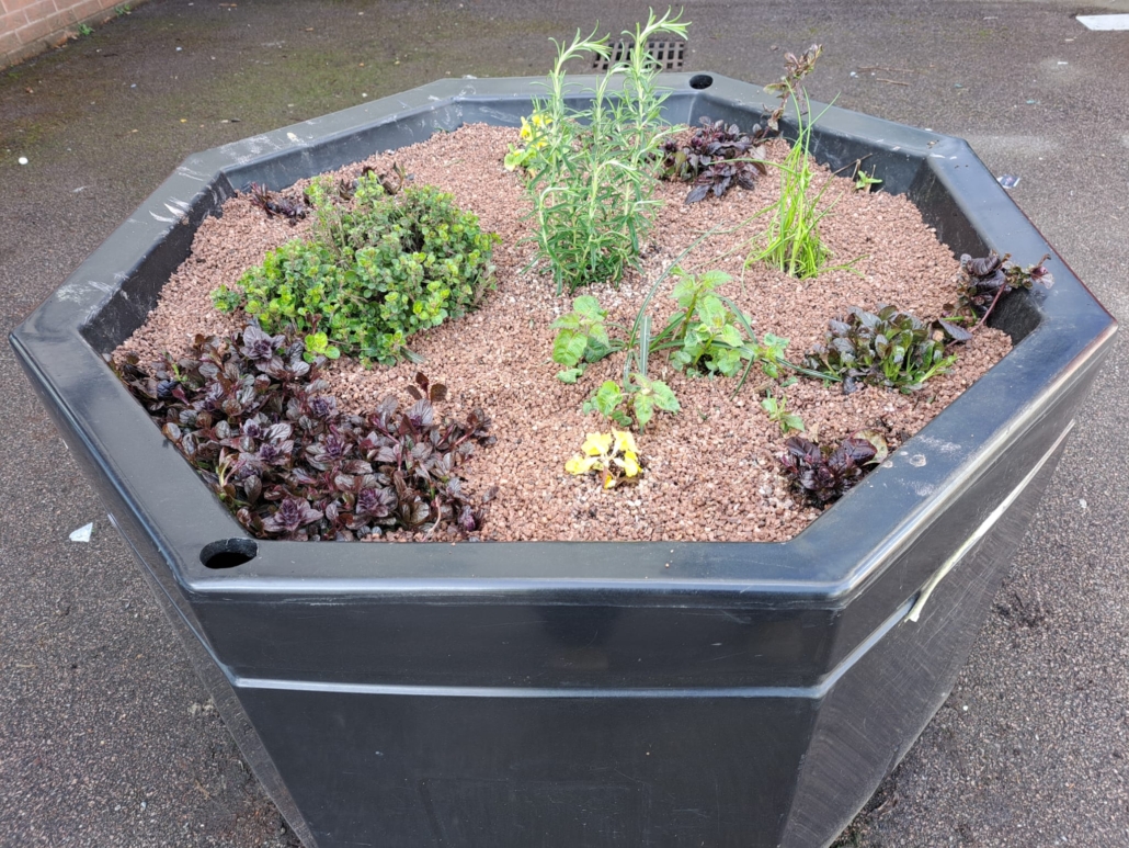 Replanted April 2023