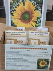 Sunflower seeds at Oadby library 2024